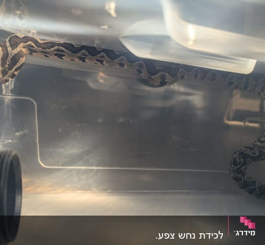 נחש בתוך מיכל פלסטיק שקוף